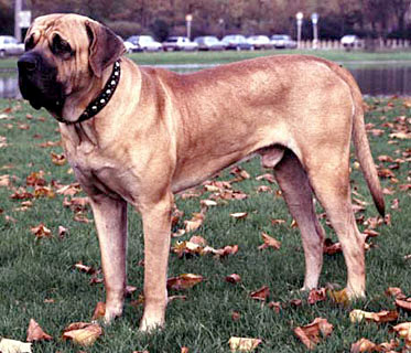 Tosa Inu Kampfhund Listenhund