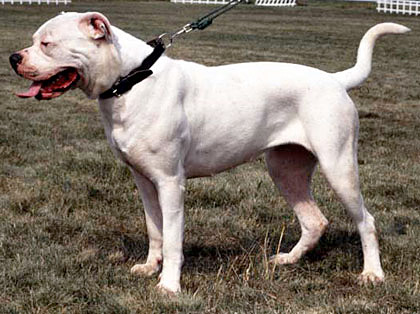 American Bulldog Kampfhund Listenhund
