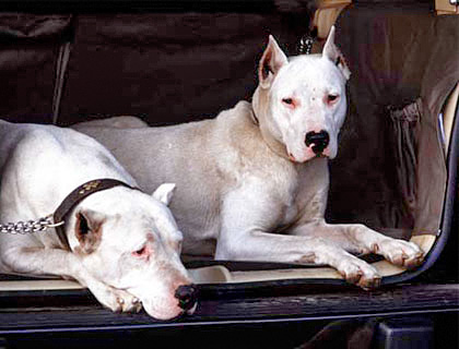 Dogo Argentino Kampfhund Listenhund