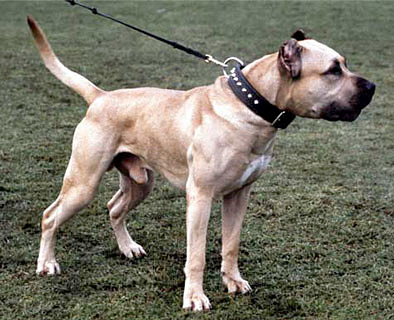 Dogo Canario Kampfhund Listenhund